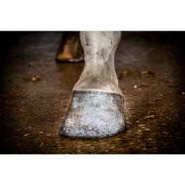 Paardenpraat TV Glitter hoof paint