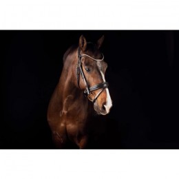 Mrs. Ros Bridle Deluxe Knight Rider Power