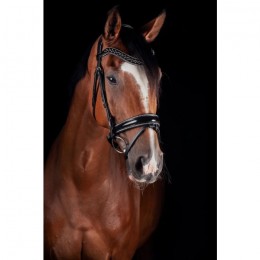 Mrs. Ros Bridle Johnny Silver