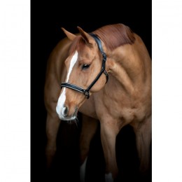 Catago Leather Halter Novi 24.2