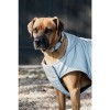 Kentucky Dog Coat Reflective