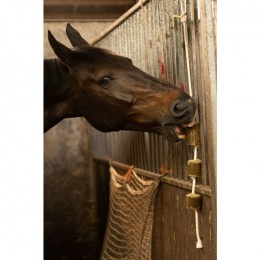 Lax Lucerne on Play Rope for Horses