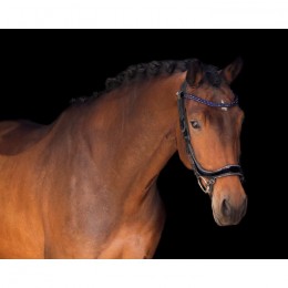 PresTeq Browband FaySport StarGlow