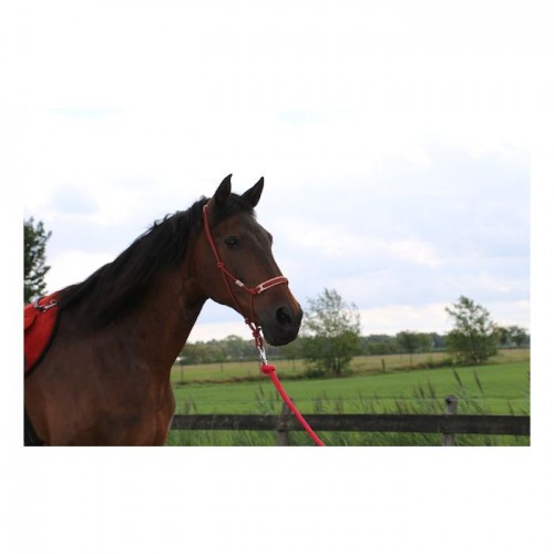 F.R.A. Rope halter Pablo
