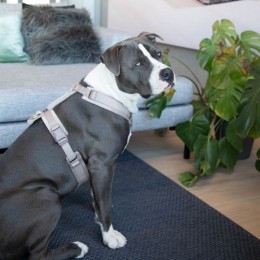 Kentucky Dog Harness Active Velvet