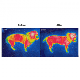 Bucas Therapy Dog Rug 300g