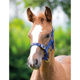 Shires nylon foal halter