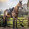 LeMieux Bruin suede saddlepad