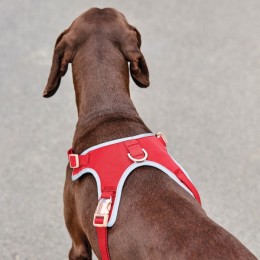 Weatherbeeta Dog Harness Elegance