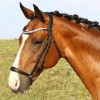 Euroriding La Rochelle bridle with Hanoverian noseband