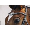 Schockemöhle Crystal Select Browband