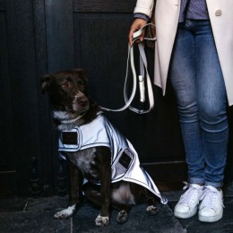 Kentucky Dog Rug Reflective