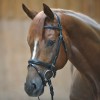 Kavalkade bridle Quentin