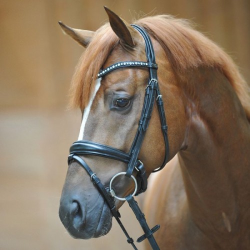 Kavalkade Bridle Mia