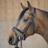 Kavalkade Patent Bridle Ivana