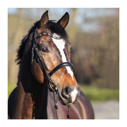 Kavalkade Bridle Ivette