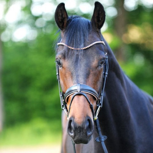 Kavalkade bridle Rose