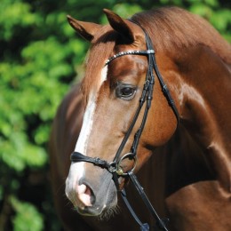 Kavalkade bridle Fiala