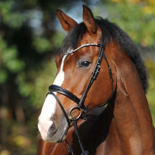 Kavalkade Bridle SH4 Reyna