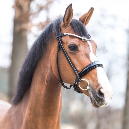 Kavalkade Bridle Florina SH4