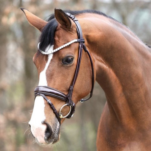 Kavalkade Bridle Florina SH4