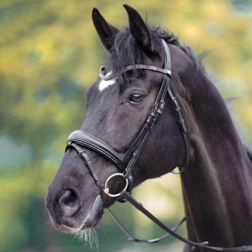 Kavalkade Bridle Victoria