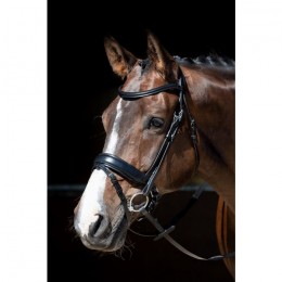 Harry's Horse Bridle MM Foramen Free