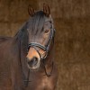 Harry's Horse Bridle Sparkle Leather