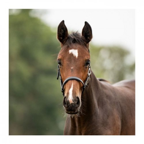 Kavalkade Foal Halter Leather