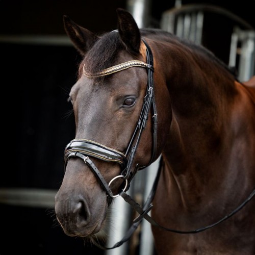 HB Showtime Bridle Golden Dreams