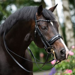 HB Showtime Double Bridle Special for You