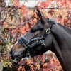 Kentucky nylon sheepskin halter