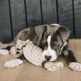 Kentucky Dog Toy Cotton Rope Pineapple