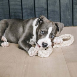 Kentucky Dog Toy Cotton Rope 8-Loop