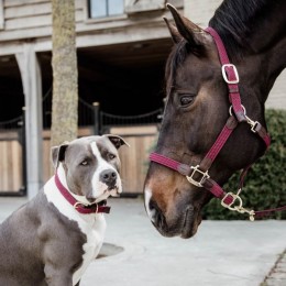 Kentucky nylon plaited dog collar