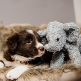 Kentucky Dog Soft Toy Elephant Elsa