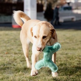 Kentucky Dog Toy Pastel Bone