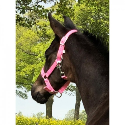 HB Pony Foal Halter Astrid