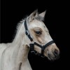 HB EQU-ALL Foal Halter