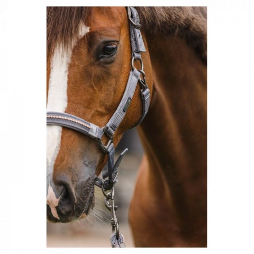 ANKY Halter and lead Stones ATH23001
