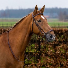 Trust Barcelona bridle dropped noseband