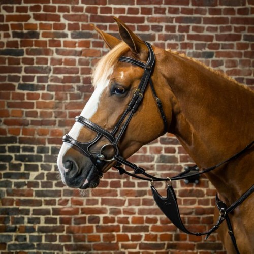 Dyon Bridle double noseband