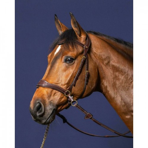 Dyon bridle D-Motion