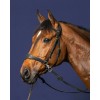 Dyon bridle D-Motion