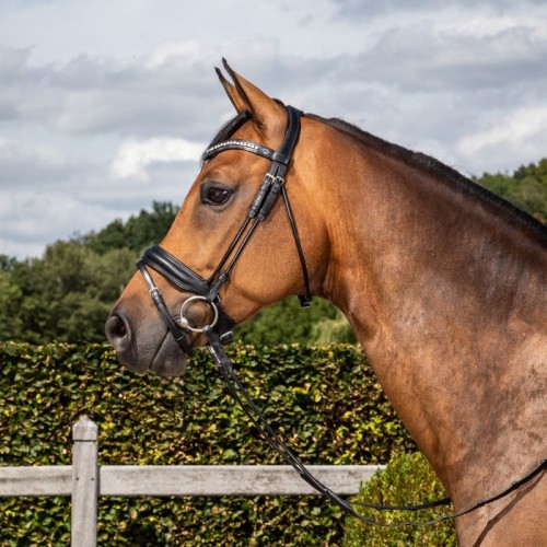 Dyon Bridle with medium noseband round-stitched