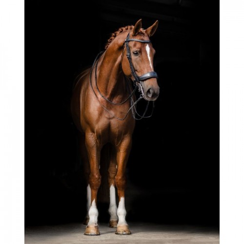 PresTeq Weymouth bridle FayPerform