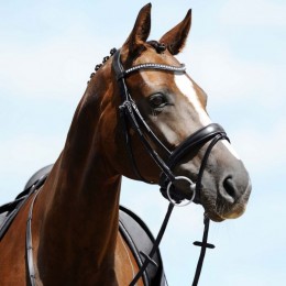 Passier Atlas bridle with large patent leather noseband