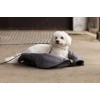 Kingsland FW25 Collar and leash KLMacey