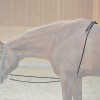 Kavalkade Lunge Aid Nylon
