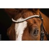 Schockemöhle x Isabell Werth Johnny Bridle